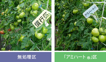 (栽培中のトマトの写真)