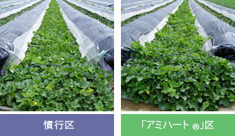 (収穫1週間前の写真)