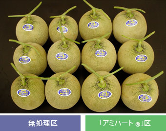 (収穫されたメロンの比較)