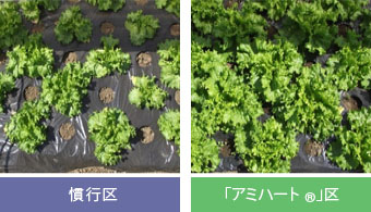 (定植後2週間目の写真)