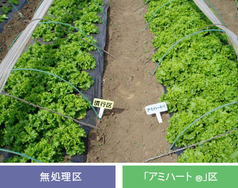 (定植後4週間目の写真)
