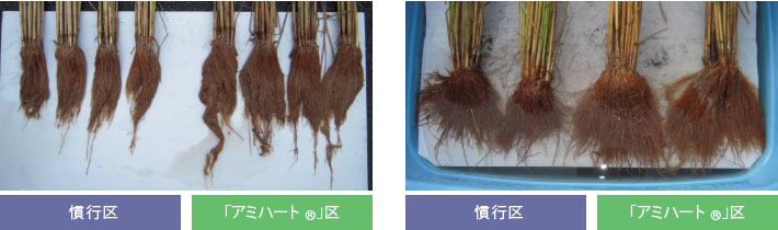 水稲(中干し後の流し込み施用事例)