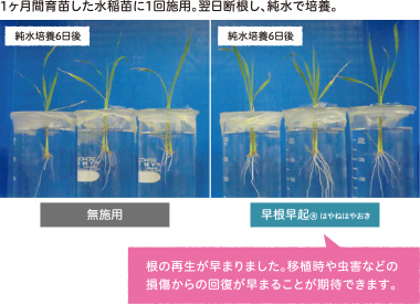 1ヶ月間育苗した水稲苗に1回施用。翌日断根し、純水で培養。純粋培養6日後、根の再生が早まりました。移植時や虫害などの損傷からの回復が早まることが期待できます。