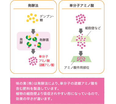 味の素（株）は発酵法により、単分子の遊離アミノ酸を含む肥料を製造しています。植物の細胞壁より吸収されやすい形になっているので、効果の早さが違います。