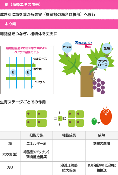 糖（海藻エキス由来）：成熟期に糖を葉から果実（根菜類の場合は根部）へ移行。ホウ素：細胞壁をつなぎ、植物体を丈夫に