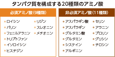 タンパク質を構成する20種類のアミノ酸