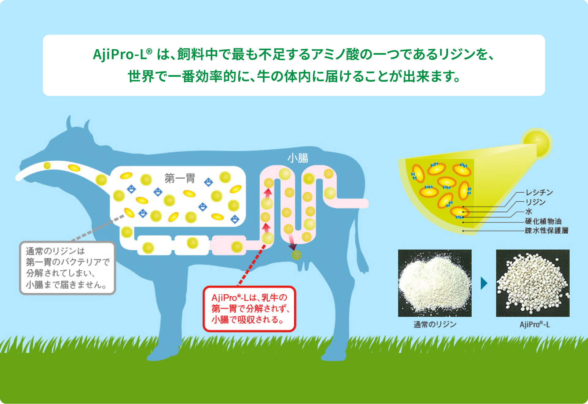 AjiPro-L<sup>&reg;</sup>は、飼料中で最も不足するアミノ酸の一つであるリジンを、世界で一番効率的に、牛の体内に届けることが出来ます。