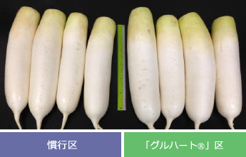 ダイコンの栽培試験例