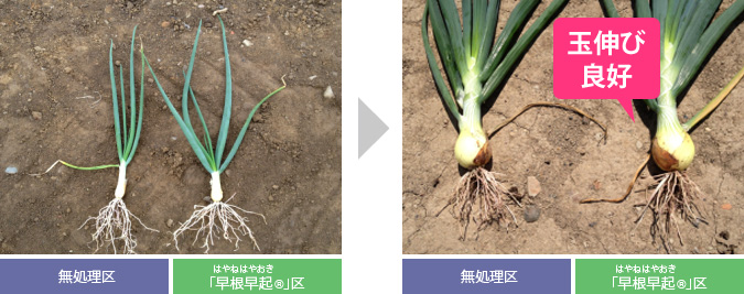 早根早起｜農業資材・肥料｜製品・サービス｜AHS 味の素ヘルシーサプライ株式会社