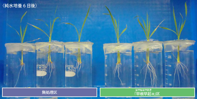 早根早起｜農業資材・肥料｜製品・サービス｜AHS 味の素ヘルシーサプライ株式会社